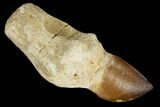 Fossil Rooted Mosasaur (Prognathodon) Tooth - Morocco #116867-1